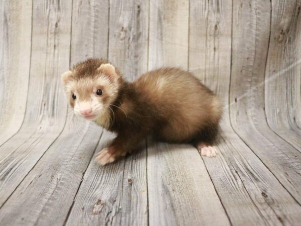 Ferret FERRET Male 27421 Petland Racine, Wisconsin