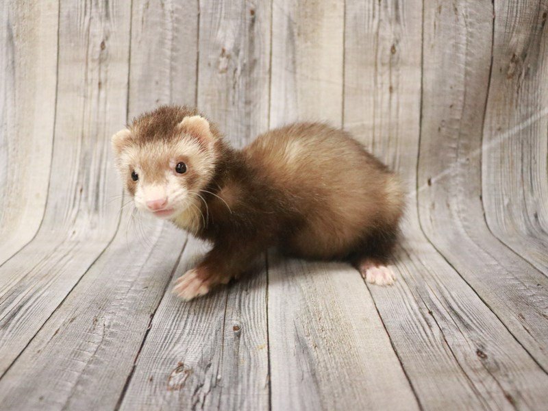Ferret Small Animal ID27421 Located at Petland Racine, Wisconsin