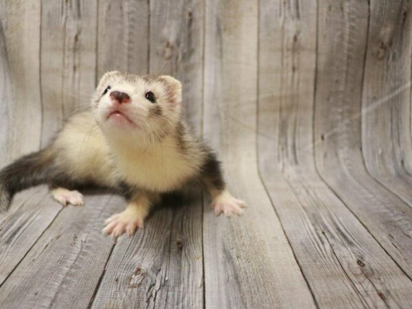 Ferret FERRET Male 27422 Petland Racine, Wisconsin