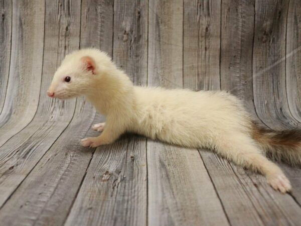 Ferret-FERRET-Female--27423-Petland Racine, Wisconsin