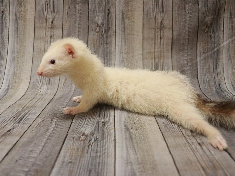 View Ferret Puppy Photos Petland Racine, Wisconsin