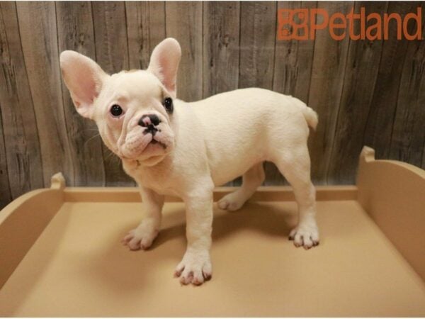 French Bulldog DOG Female WHT W/ SPOT 27447 Petland Racine, Wisconsin