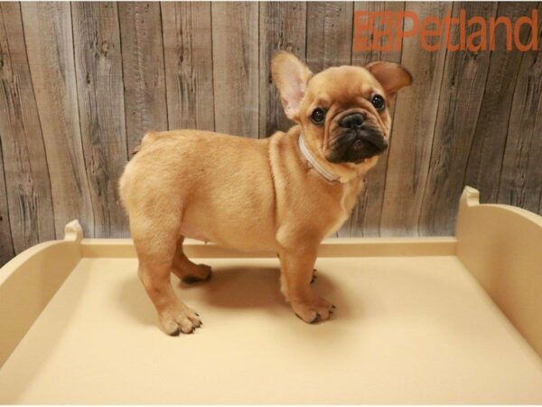 French Bulldog DOG Female RED 27446 Petland Racine, Wisconsin