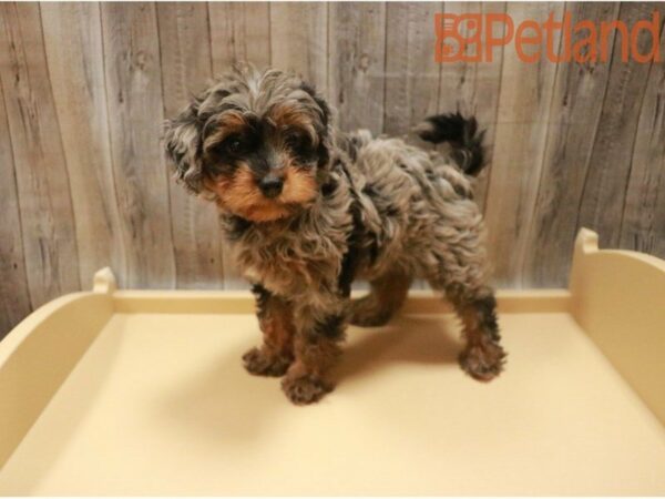 Miniature Bernadoodle DOG Female BLUE MERLE 27443 Petland Racine, Wisconsin