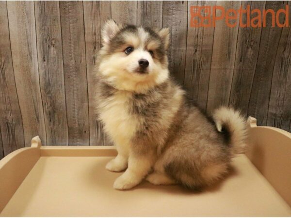 Pomsky DOG Male Gray / White 27442 Petland Racine, Wisconsin