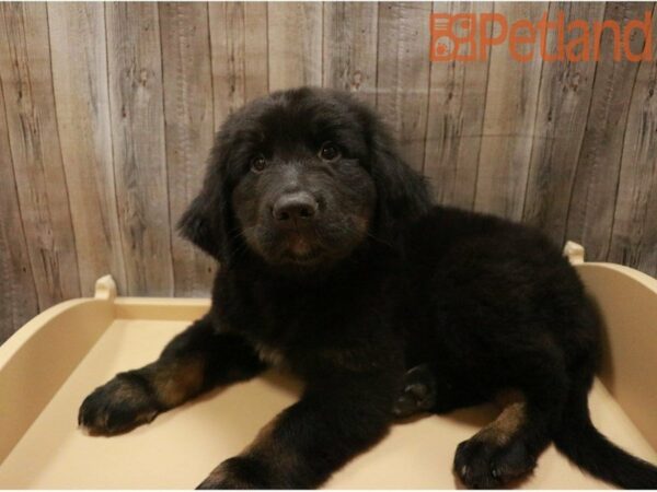 Bernese Mountain Dog/Newfoundland DOG Male Black 27441 Petland Racine, Wisconsin