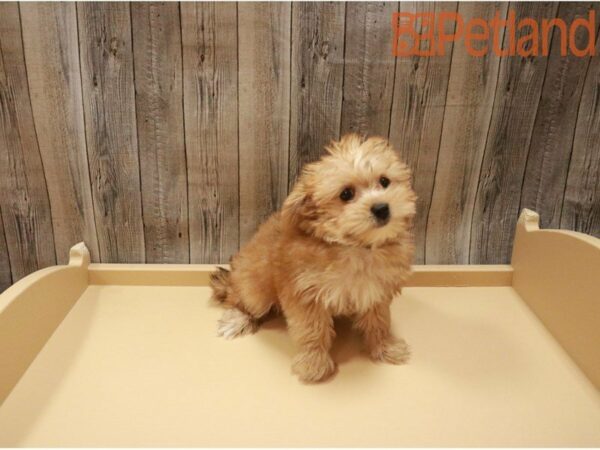 Morkie DOG Male Brown 27440 Petland Racine, Wisconsin