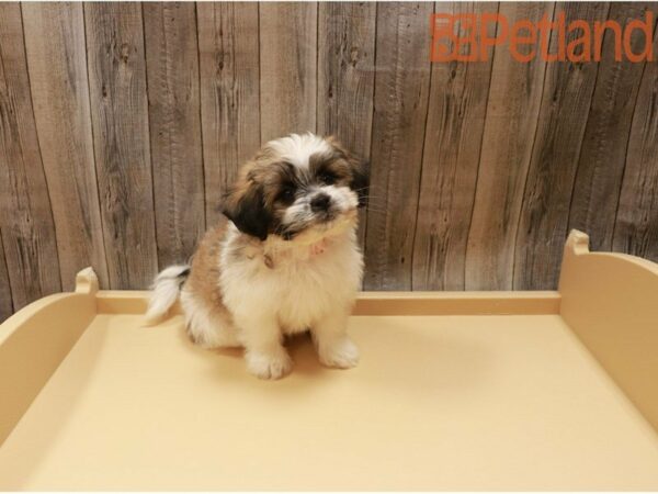 Teddy Bear DOG Female White 27438 Petland Racine, Wisconsin