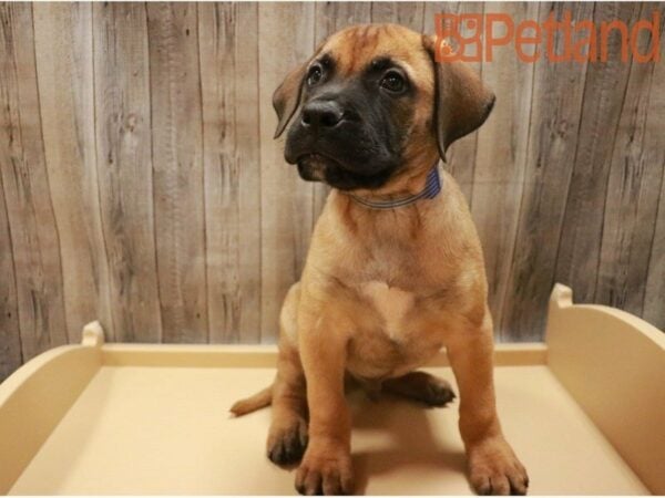 Bullmastiff DOG Male Red 27437 Petland Racine, Wisconsin