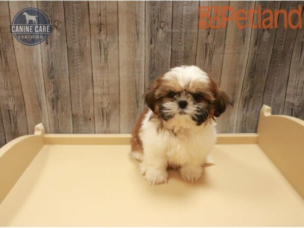 Shih Tzu DOG Male Chocolate 27436 Petland Racine, Wisconsin