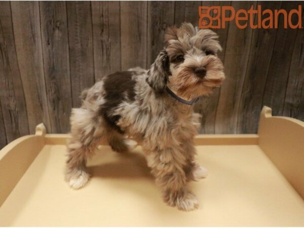 Miniature Schnauzer DOG Male Chocolate 27435 Petland Racine, Wisconsin