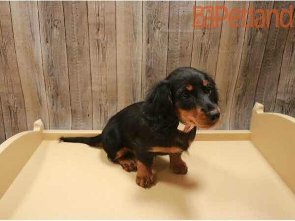 Dachshund DOG Female Black / Tan 27434 Petland Racine, Wisconsin