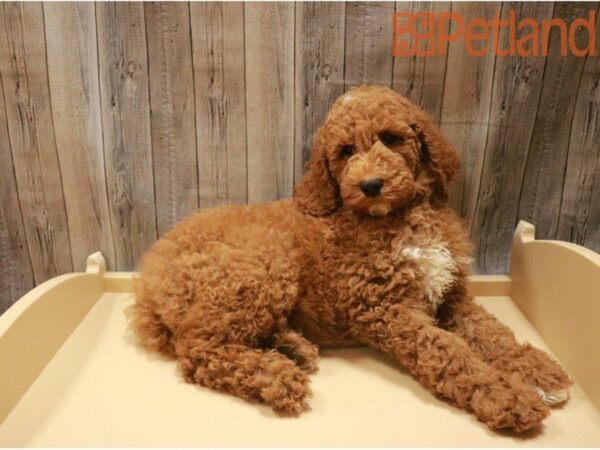 Standard Poodle-DOG-Male-Apricot-27433-Petland Racine, Wisconsin