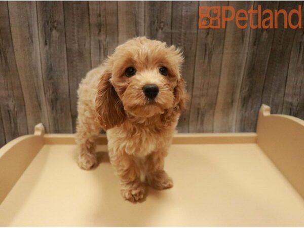 Cockapoo DOG Female Apricot 27432 Petland Racine, Wisconsin