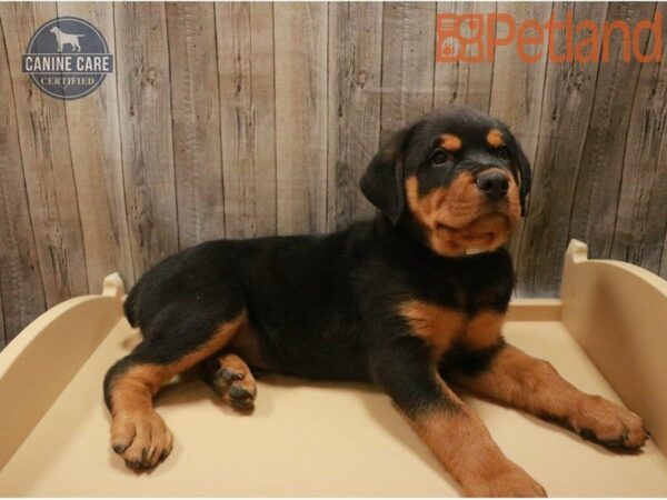 Rottweiler-DOG-Male-Black / Tan-27430-Petland Racine, Wisconsin