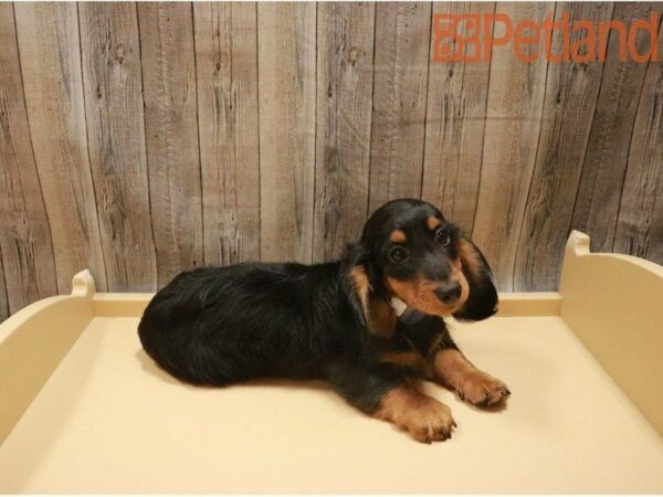 Dachshund DOG Male Black / Tan 27431 Petland Racine, Wisconsin