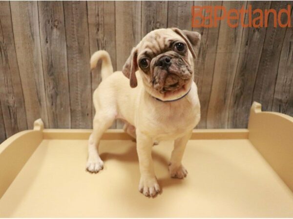 Pug DOG Male Fawn Merle 27429 Petland Racine, Wisconsin