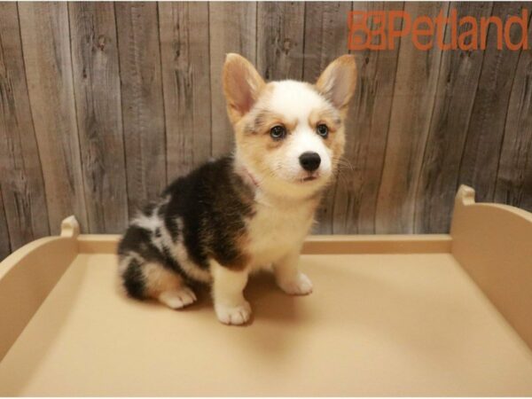 Pembroke Welsh Corgi DOG Female Blue Merle 27428 Petland Racine, Wisconsin