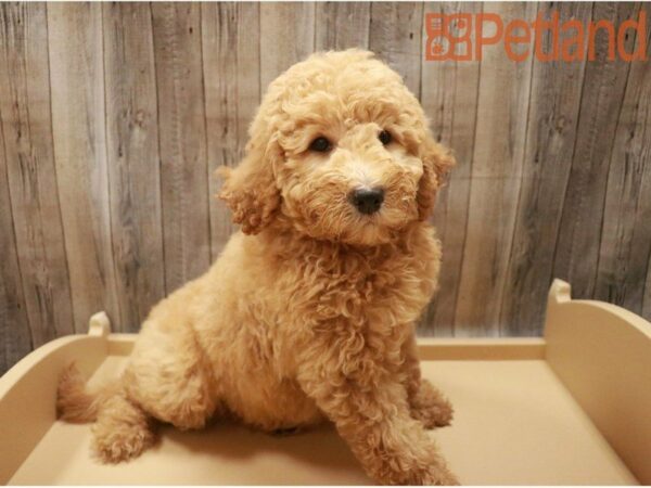 Goldendoodle 2nd Gen DOG Female Apricot 27426 Petland Racine, Wisconsin