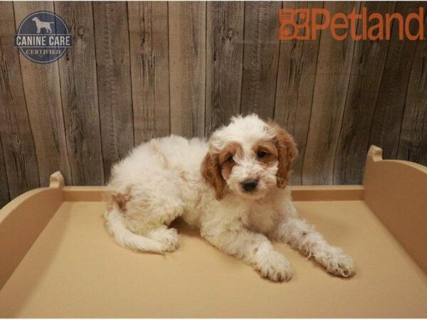 Mini Goldendoodle 2nd Gen DOG Male White 27425 Petland Racine, Wisconsin