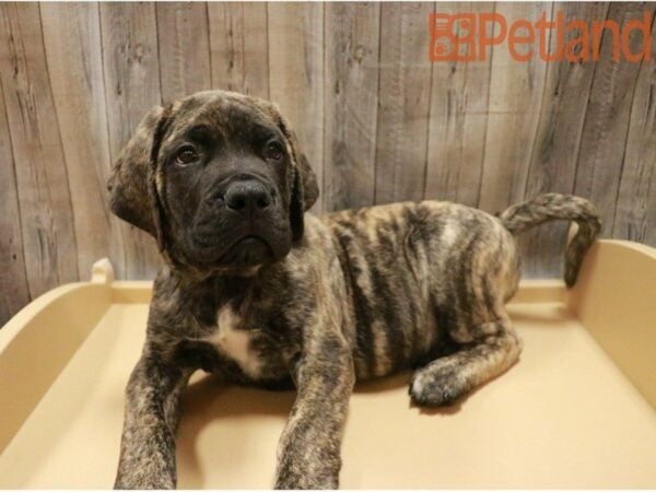 English Mastiff DOG Male Brindle 27424 Petland Racine, Wisconsin