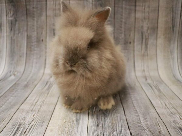 Lionhead RABBIT Male 27452 Petland Racine, Wisconsin