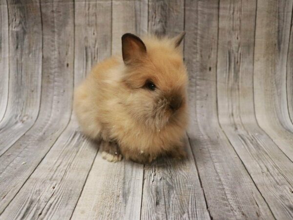 Lionhead RABBIT Male 27451 Petland Racine, Wisconsin