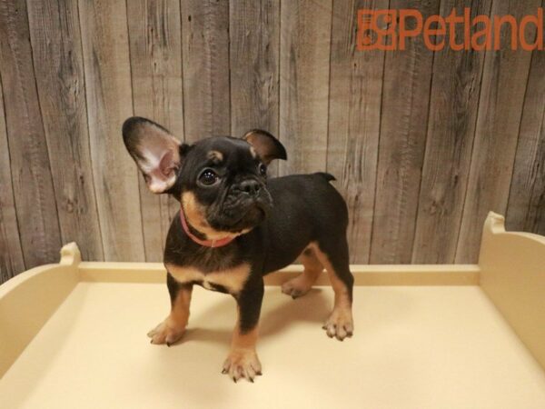 French Bulldog DOG Male BLK/TAN 27469 Petland Racine, Wisconsin