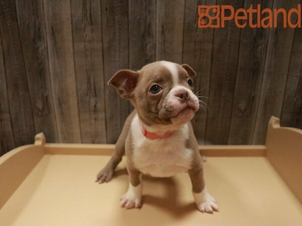 Boston Terrier DOG Male CHAMPAIGN 27468 Petland Racine, Wisconsin