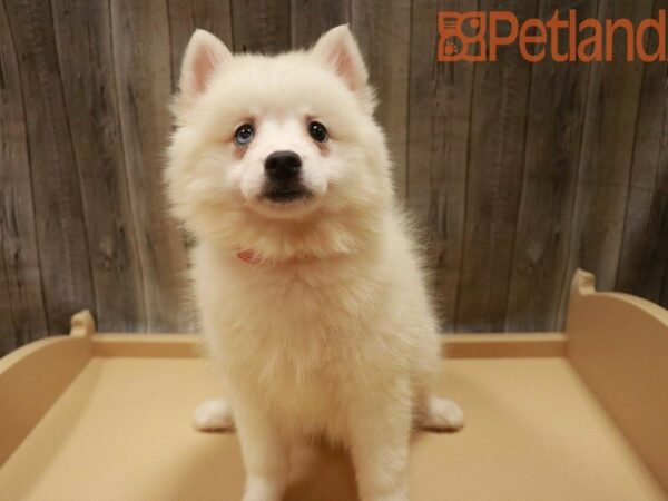 Pomsky DOG Female White 27490 Petland Racine, Wisconsin