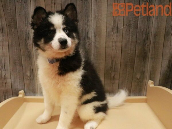 Pomsky DOG Male Black / White 27489 Petland Racine, Wisconsin