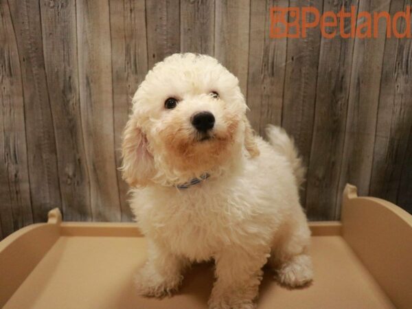 Poodle/Bichon Frise DOG Male Cream 27488 Petland Racine, Wisconsin