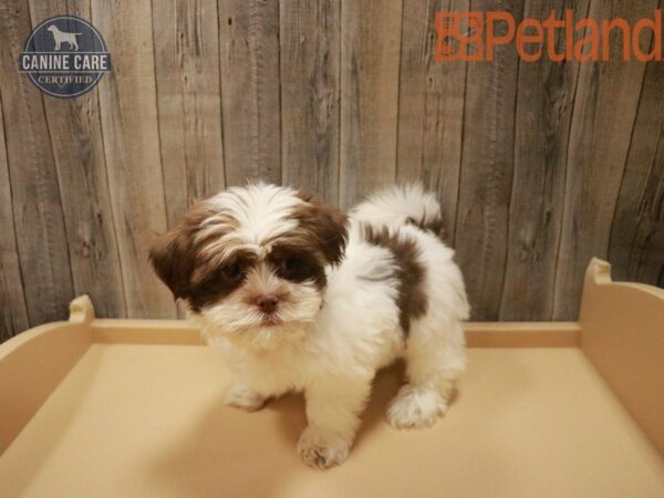 Shih Tzu/Havanese-DOG-Female-Wh/Brwn-27486-Petland Racine, Wisconsin