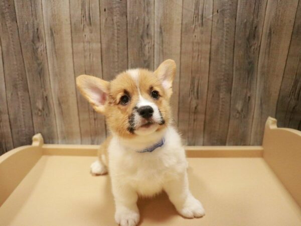 Pembroke Welsh Corgi DOG Male Red / White 27484 Petland Racine, Wisconsin