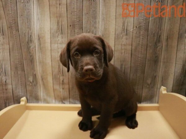 Labrador Retriever DOG Female Chocolate 27483 Petland Racine, Wisconsin