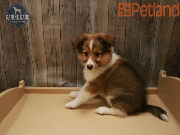 Shetland Sheepdog DOG Male Sable / White 27482 Petland Racine, Wisconsin