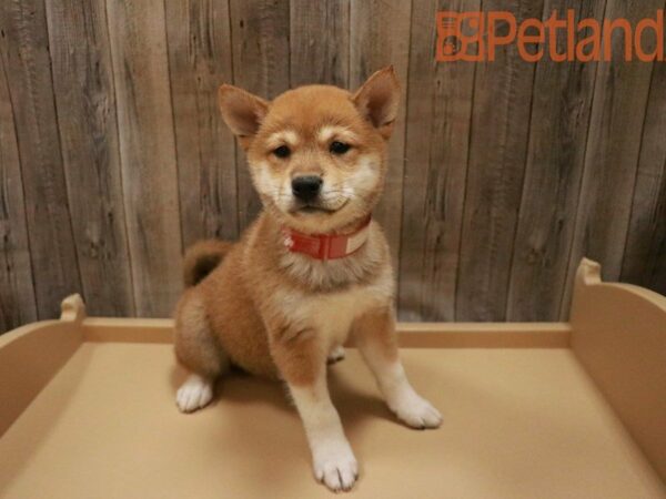 Shiba Inu DOG Female Red Sable 27481 Petland Racine, Wisconsin