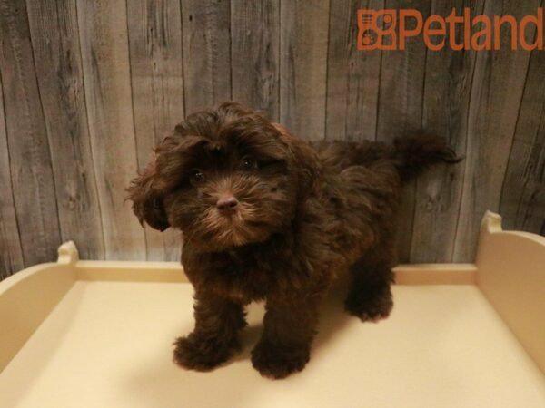 Shihpoo-DOG-Male-Chocolate-27480-Petland Racine, Wisconsin