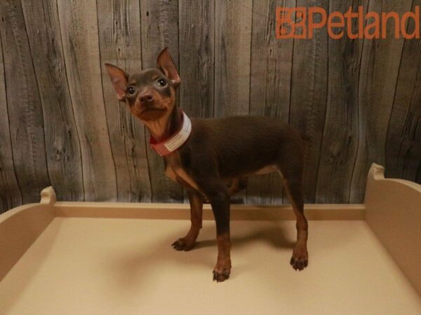 Miniature Pinscher DOG Female Chocolate and Tan 27478 Petland Racine, Wisconsin