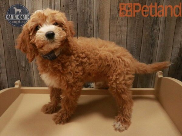 Mini Goldendoodle 2nd Gen DOG Male Red 27477 Petland Racine, Wisconsin