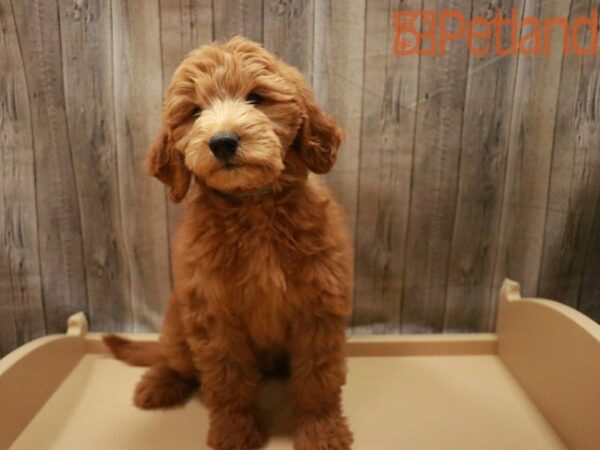 Mini Goldendoodle DOG Male Red 27476 Petland Racine, Wisconsin