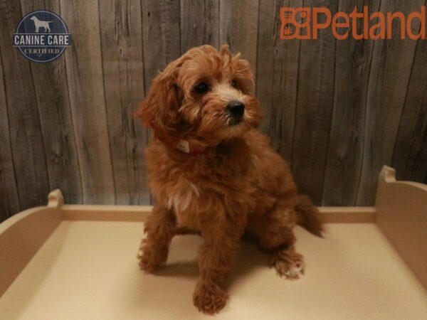 Mini Goldendoodle 2nd Gen DOG Female Red 27475 Petland Racine, Wisconsin