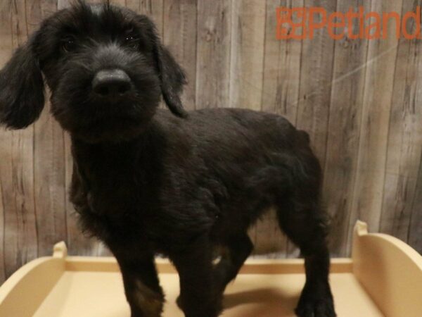 Giant Schnauzer-DOG-Male--27473-Petland Racine, Wisconsin