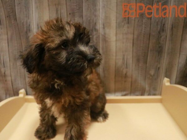 Miniature Whoodle DOG Male 27471 Petland Racine, Wisconsin