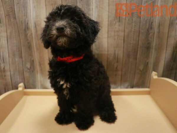 Miniature Whoodle DOG Female 27470 Petland Racine, Wisconsin