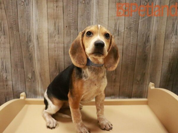 Beagle DOG Female TRI 27467 Petland Racine, Wisconsin