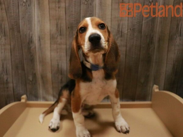 Beagle DOG Male TRI 27466 Petland Racine, Wisconsin