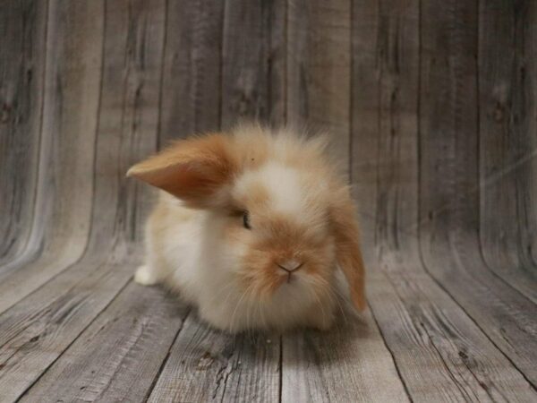 Holland Lop/Lionhead-RABBIT---27458-Petland Racine, Wisconsin