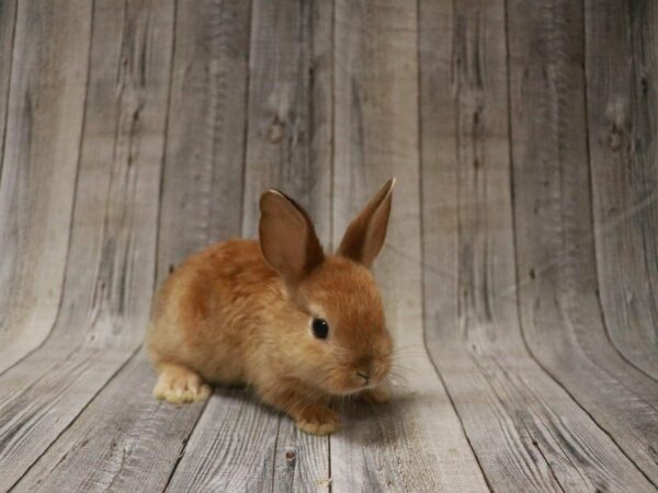 Mini Satin-RABBIT---27465-Petland Racine, Wisconsin