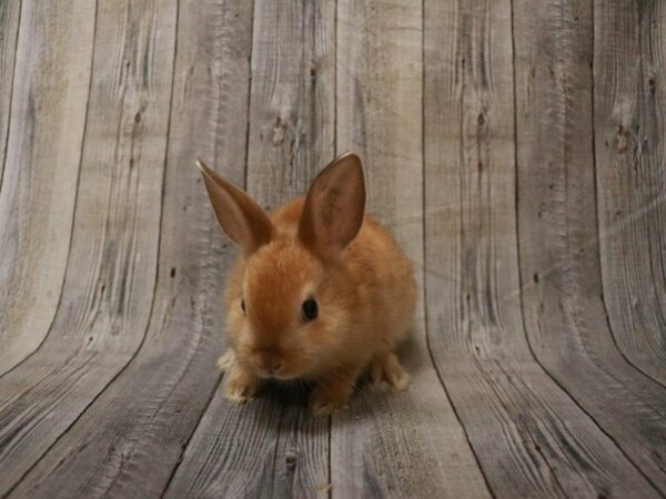 Mini Satin RABBIT 27463 Petland Racine, Wisconsin